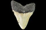 Fossil Megalodon Tooth - North Carolina #109546-2
